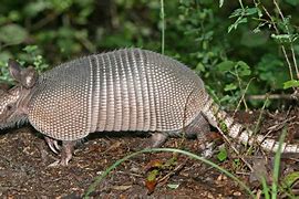 Image result for armadillo