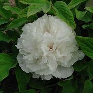 Image result for Paeonia suffruticosa Xue Ta