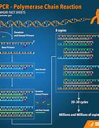 Image result for How PCR Works