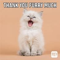 Image result for Business Cat Thank You Meme