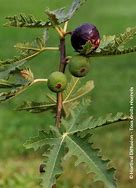 Image result for Ficus carica Icecristal