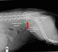 Image result for Lumbosacral Disease Dog