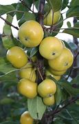 Image result for Tree with Small Apple Like Fruit