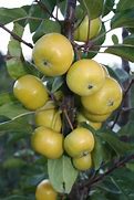 Image result for Small Apple Trre