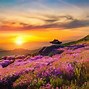 Image result for High Resolution Wildflower Wallpaper
