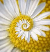 Image result for Animated Picture of Daisy Yellow Green Color