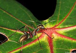 Image result for Cricket Nymph