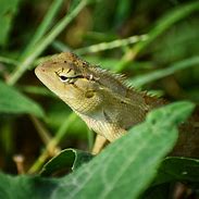 Image result for Oriental Garden Lizard
