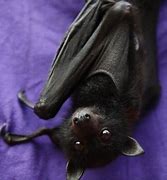 Image result for Pretty Bat