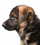 Image result for German Shepherd Transparent