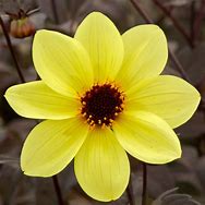 Image result for Dahlia Knockout ®