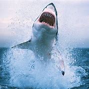 Image result for Moving Shark Screensavers