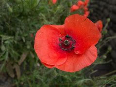 Image result for Flanders Poppy Remembrance Day
