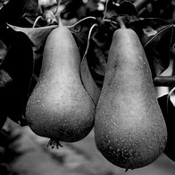 Image result for Pair of Pears