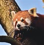 Image result for Dabbing Red Panda