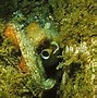Image result for Octopus Creature