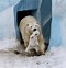 Image result for Overprotective Father Animals