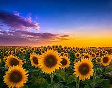 Image result for Sunshine and Flowers Background