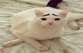 Image result for Cat with a Marked Eyebrow Meme