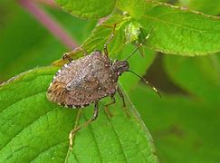 Image result for Stink Bugs In-House