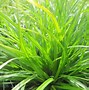 Carex morrowii Mosten [J.S.] に対する画像結果