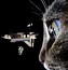 Image result for Funny Space Cat