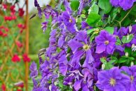 Image result for Climbing Flowering Vines Zone 7