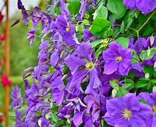 Image result for Perennial Climbing Vines