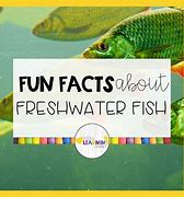 Image result for Facts About Fish