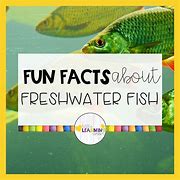 Image result for Fun Fish Facts