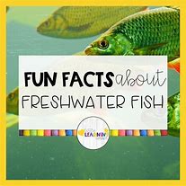 Image result for Cool Fun Facts About Fish