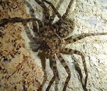Image result for Amazon Cave Spider