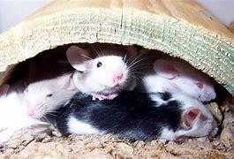 Image result for Mice Bedding