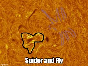 Image result for Australia Spider Meme