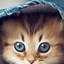 Image result for Cat Phone Background