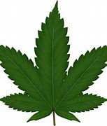 Image result for Child marijuana use up 245%