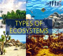 Image result for Ecosystem Pictures for Kids