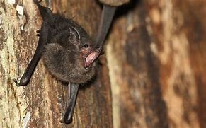 Image result for Baby Bat Sounds