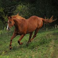 Image result for Quarter Horse Galloping