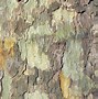 Image result for platanus