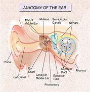 Image result for Anatomy of Jaw and Ear