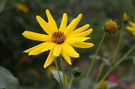 Image result for Heliopsis helianthoides Sonnenschild