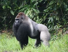 Image result for Fattest Gorilla in the World
