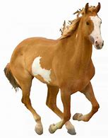 Image result for Horse Pictures Full HD