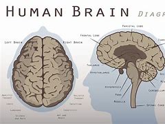 Image result for Adult Brain