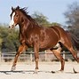 Image result for Azteca Horse Breed
