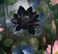 Image result for Black Lotus Art