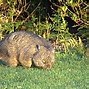 Image result for Wombat