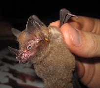 Image result for Bat Parasites