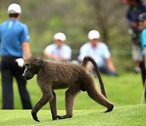 Image result for Animals and Golf Humor